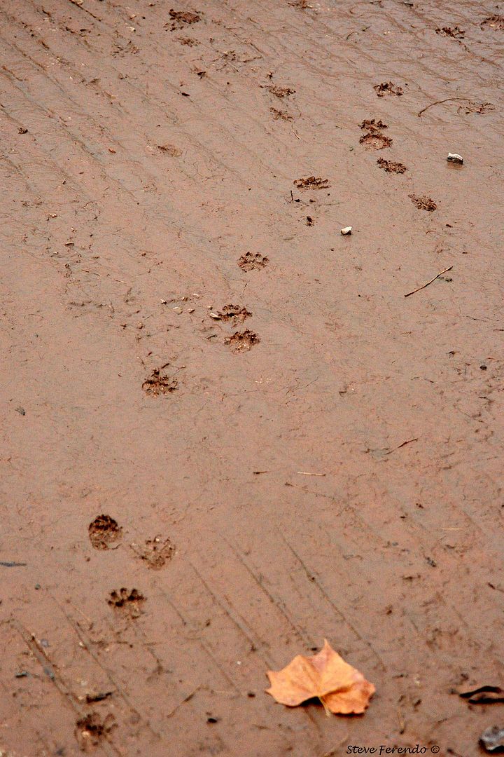 "Natural World" Through My Camera: Otter tracks, Beaver, Muskrat, Hawk